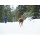 Chaleco Perros Ruffwear Cloud Chaser (2016)
