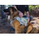 Alforjas para perro Ruffwear Singletrack (2016)