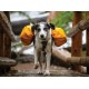 Raincover para alforjas de perro Ruffwear Saddlebag (2016)